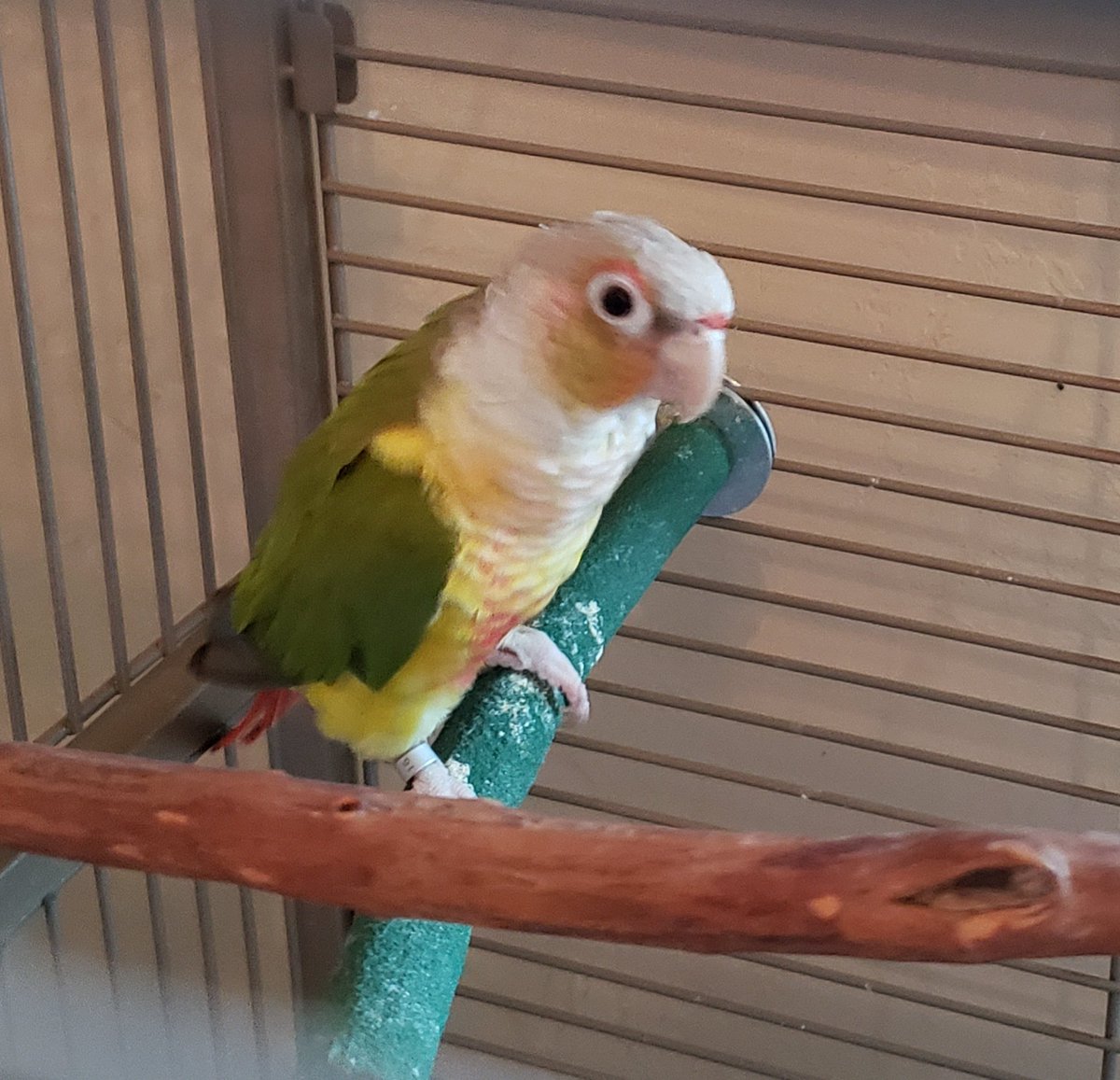 rcloud's tweet photo. Morning momma #tazman @elvisbird_dean https://t.co/BOB7DzKIZb