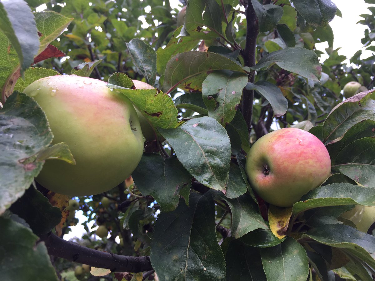 Hoy es la Fiesta del Pero @enlahiruela. En Puebla también tenemos Peros