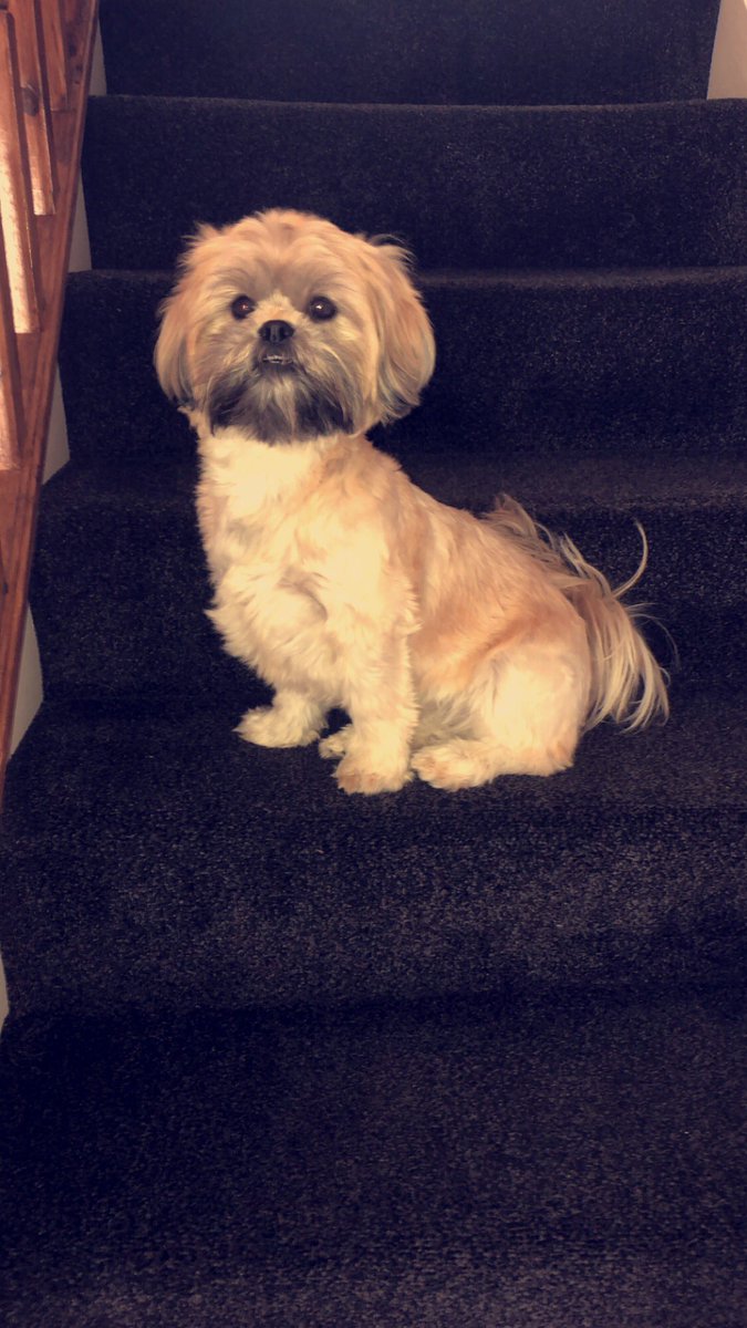 Every time someone comes to are door I run up the stairs and sit and watch ❤️ #goodgirl #dog #puppy #lovedogs