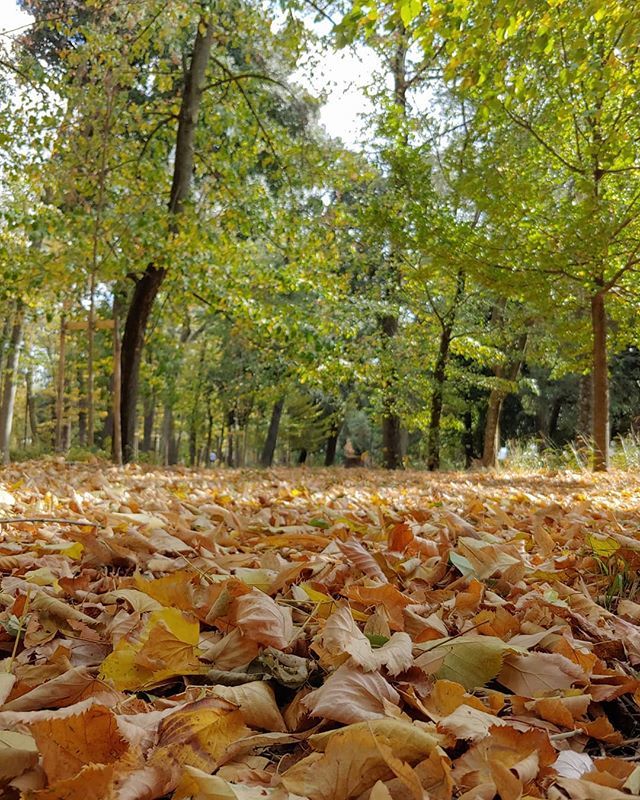 steci86's tweet photo. 🍁 #InstaTuscany #ToscanaOvunqueBella #VisitTuscany #tuscanygram #ilikeitaly #Firenze #Florence #Tuscany #Toscana #italia #Italy #igersitalia #igerstoscana #guardiantravelsnaps #passionpassport #travel #FoliageinTuscany #foliageinitaly
#Foliage #Casci… https://t.co/IYLhQKqmIE] https://t.co/g7anF9z5IC