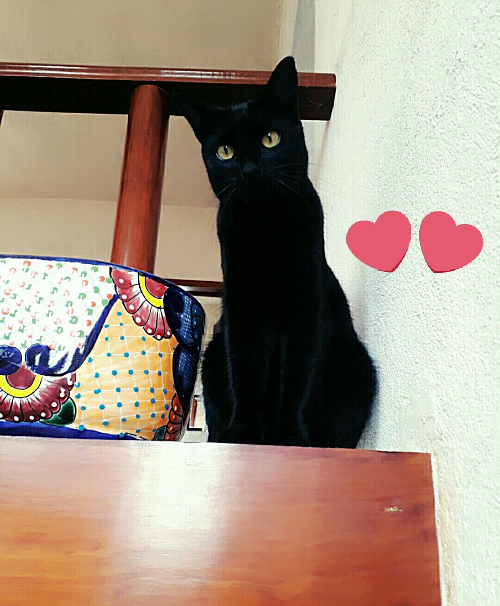 LjRhode's tweet photo. @SimonsCat Zelda😍😍😍 https://t.co/zYY3yLzD1o