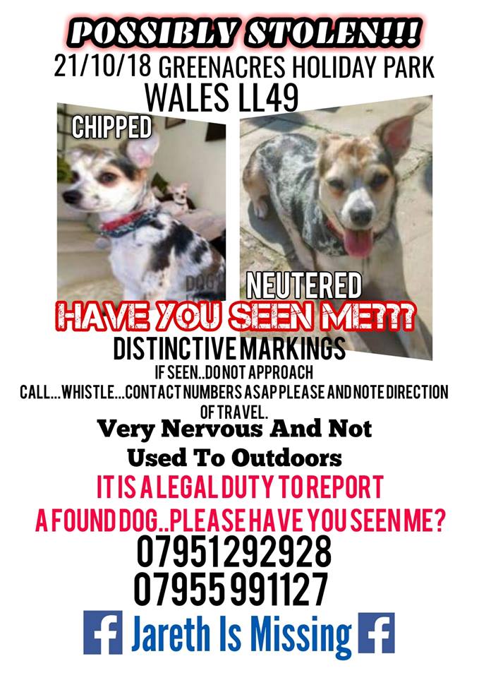 gelert01's tweet photo. ‼️Jareth still missing‼️

🐦Tweetstorm 4 Jareth 🐦

🐦When - 28/10/2018 

🐦Where - Twitter 

🐦Need mega retweets for Jareth the missing Chi. 

#HelpfindJareth #BringJarethhome 

#morfabychan #porthmadog #greenacres https://t.co/AuezIuG9pM