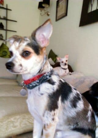 gelert01's tweet photo. ‼️Jareth still missing‼️

🐦Tweetstorm 4 Jareth 🐦

🐦When - 28/10/2018 

🐦Where - Twitter 

🐦Need mega retweets for Jareth the missing Chi. 

#HelpfindJareth #BringJarethhome 

#morfabychan #porthmadog #greenacres https://t.co/OFSxl51jat