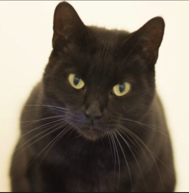 Coral is our main girl on the cattery - she wishes you all a happy #BlackCatDay 🐾 This stunner is hoping for her SECOND CHANCE to come along 💕 She is amazingly affectionate and would be perfect for first time cat owners looking for their very own #minipanther 😻