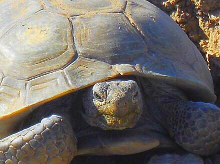 BasinRange's tweet image. We question #Question6 in Nevada -renewable energy projects have gone onto #desert tortoise habitats, and mitigation is not working. Tortoise populations continuing to decline after 10 years of buildout. We need RPS that prioritizes rooftop #solar