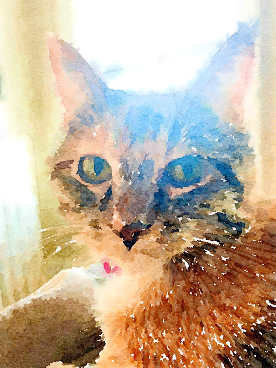 DustiDF67's tweet image. Caturday Caturday Caaattturrday!