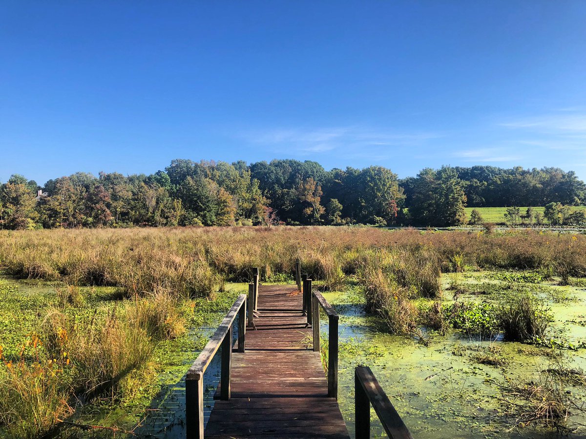 MarshallRamsey's tweet image. Mile 10 #running #runnerbliss #fitness