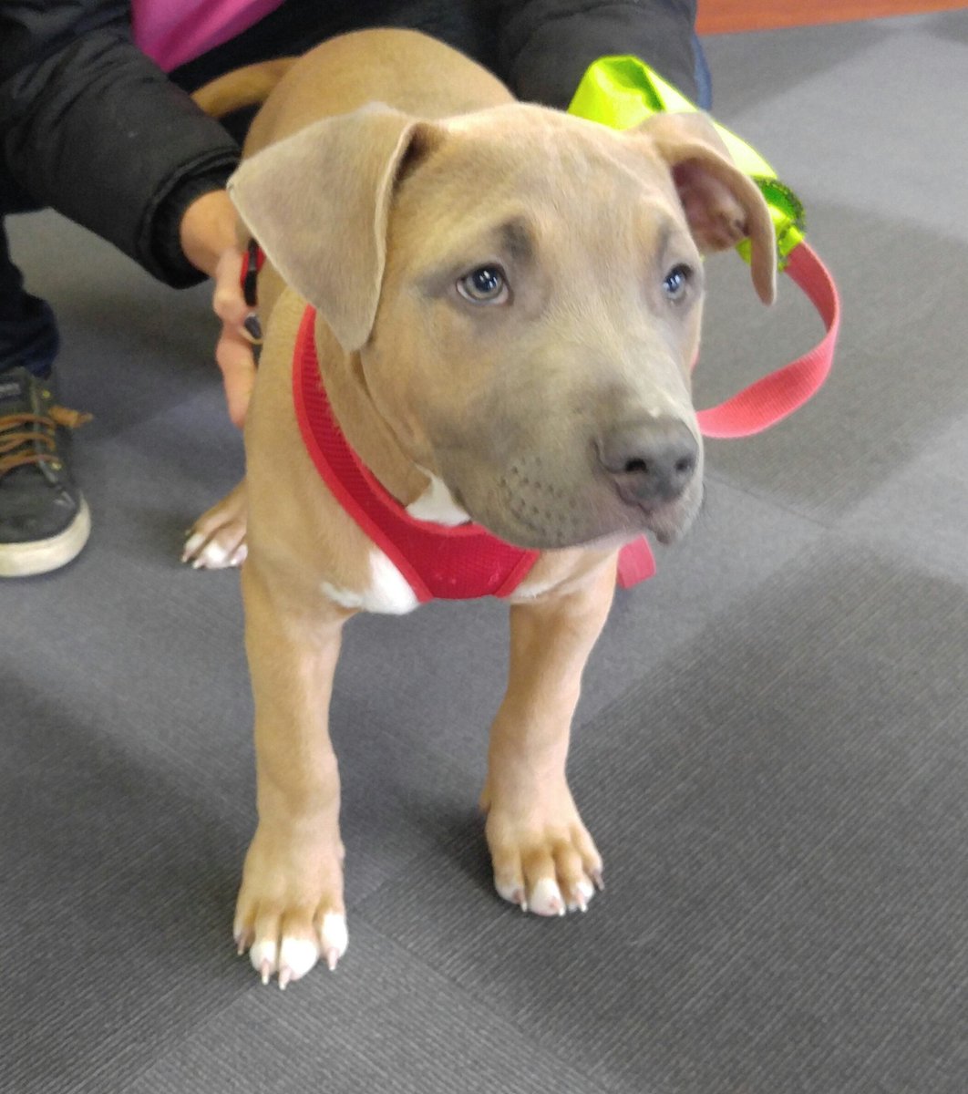 AnthonyRothman's tweet photo. How can you resist ?! These beautiful dogs need homes. Byers Airport Subaru adoption day until 2 pm ! Prizes and free lunch too ! Come on over ! https://t.co/M53WjCMzL9