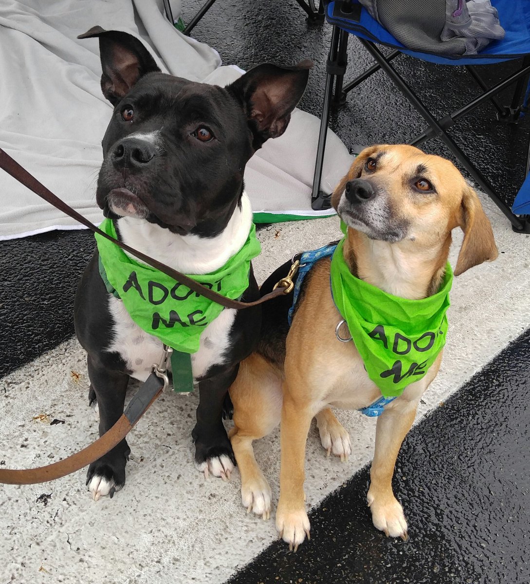 AnthonyRothman's tweet photo. How can you resist ?! These beautiful dogs need homes. Byers Airport Subaru adoption day until 2 pm ! Prizes and free lunch too ! Come on over ! https://t.co/M53WjCMzL9