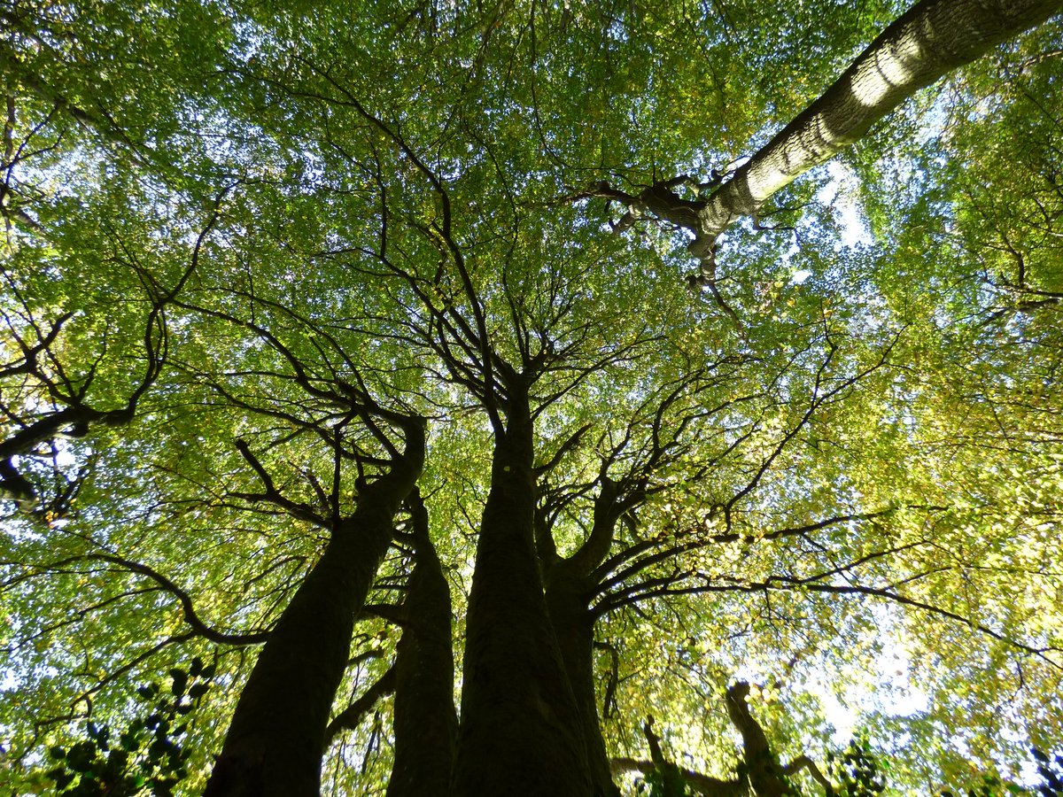 dorsetandbeyond's tweet image. Looking up. Under a Beech tree in a woodland called &apos;Snail Creep&apos; on old OS maps, just yards from Hardy&apos;s Cottage near #Dorchester. We need to look after these lovely old tree place names! #treestories @DorchesterTIC @DorsetArchives @CommonGroundLab @TiCLme