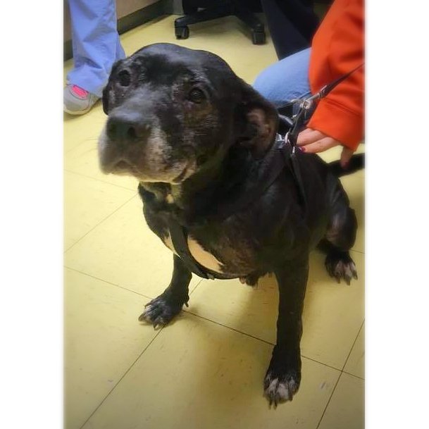 🐾 Have you met our sweet Sasha?  She is our sweet senior gal who is about 9 years old, 45-50 lbs, and great with everyone! She is looking for a snuggle buddy this season - could it be you? Learn more about her on our FB!
#seniordogs #adoptdontshop #nelrsaveslives #nelr
