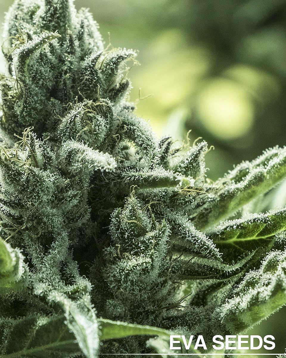 eva_seeds's tweet photo. Aprovecha el día de lluvia ! 👉Ya tienes la escusa perfecta para una sesión de sofá, 🔥Furious Candy🍭 y manta😂 ¿qué más quieres?😊
• • • 🍏 @eva_seeds 🍏
• • •
#evaseeds #furiouscandy #rainydays #stonerdays #weedlife https://t.co/ShfSD5iYEM