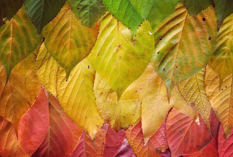 TaralynnMoore's tweet photo. When all the words fall into place 🍁
#coffee and #words #saturdayreads #saturdayvibes #fallwords #writerslife https://t.co/NwNconHjd5