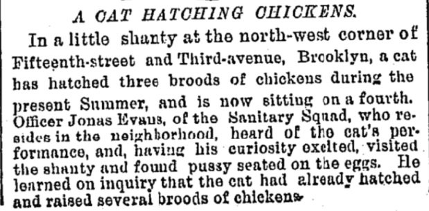 In 1879, a cat in Brooklyn hatched three broods of chickens. nyti.ms/2D2dYxs #caturday