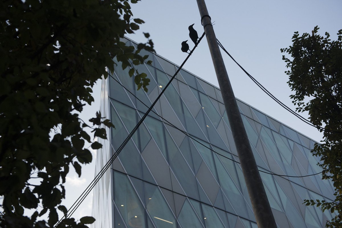 Spinningfields's tweet photo. This Halloween, hundreds of ravens will be watching your every move - listen out for their eerie warning cries.
Dare to stroll through #screamfields and you may be rewarded with a spooky screening, a ghostly gathering or a bite of ghoulish goodness!
https://t.co/TADDTgNtWC https://t.co/PkDpKDqPXT