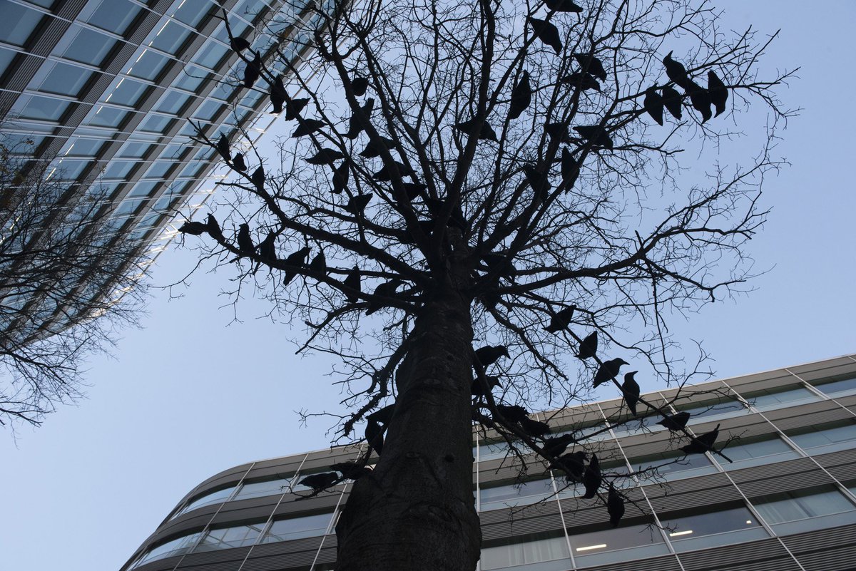 Spinningfields's tweet photo. This Halloween, hundreds of ravens will be watching your every move - listen out for their eerie warning cries.
Dare to stroll through #screamfields and you may be rewarded with a spooky screening, a ghostly gathering or a bite of ghoulish goodness!
https://t.co/TADDTgNtWC https://t.co/PkDpKDqPXT