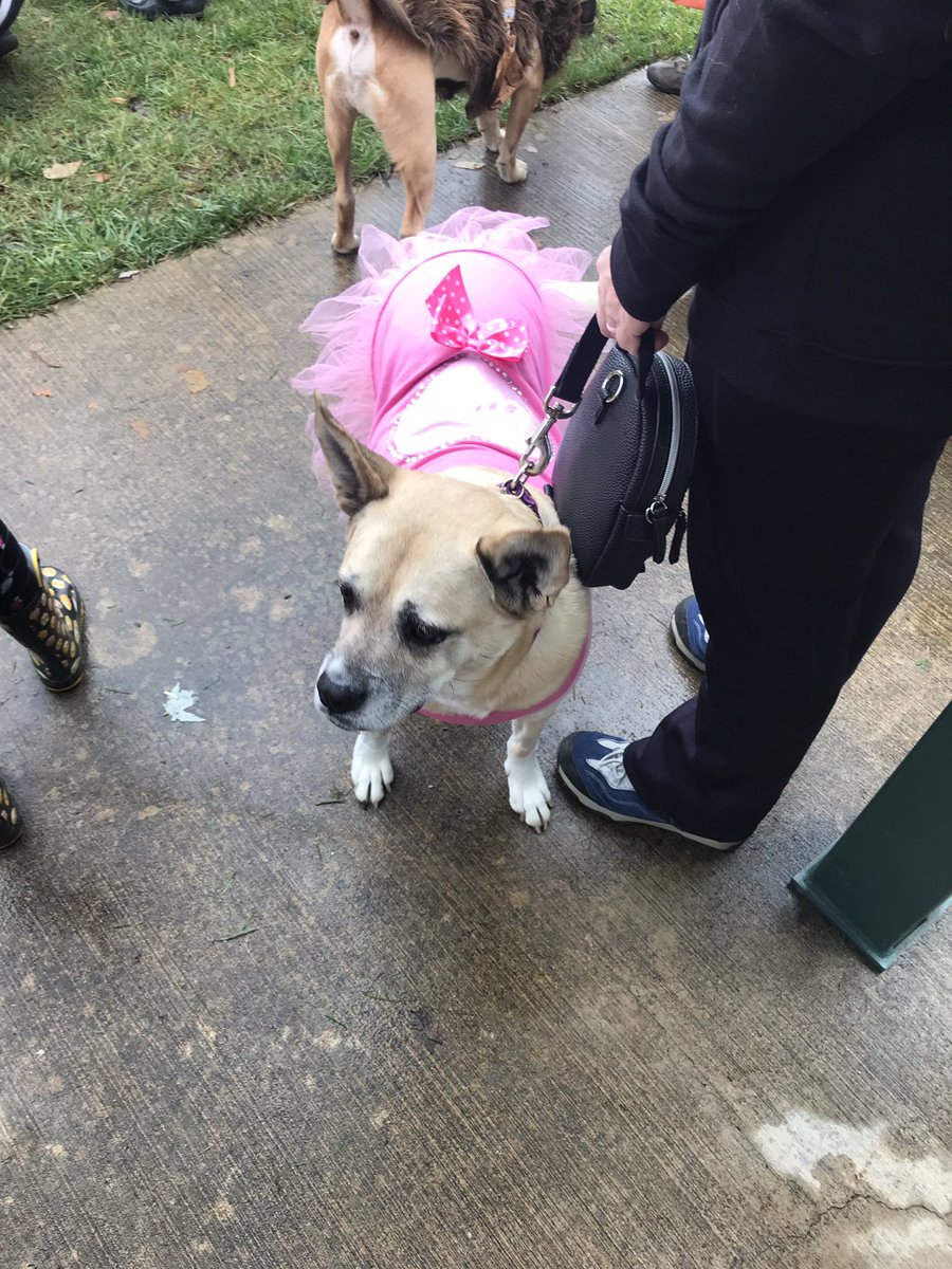 MrsMcKinneyWHS's tweet photo. Dog Costume contest going on now. Everyone needs this in their life. https://t.co/2Q0wPdDWc7