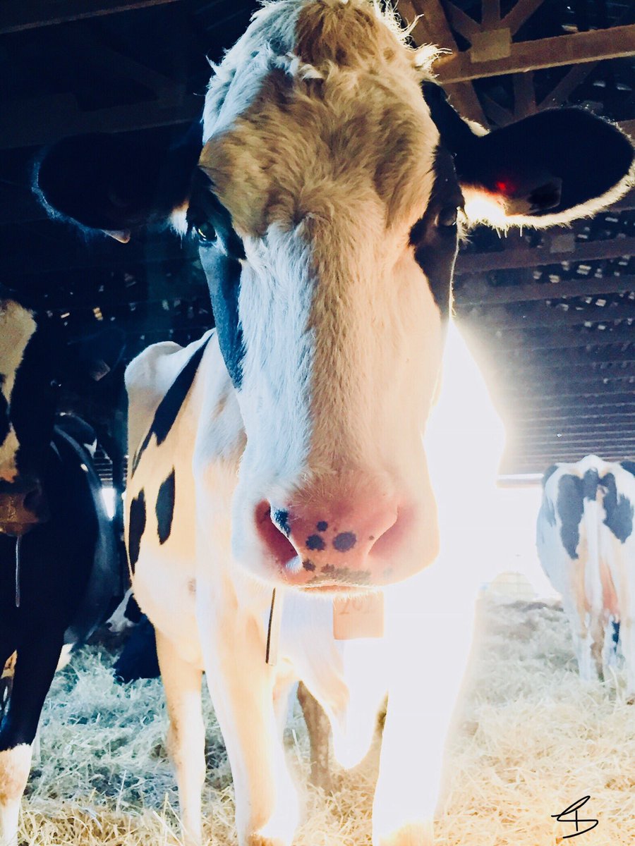 trudastavert's tweet photo. She wants to remind you to buy local dairy products!🐄 #DairyCowOfPEI #DairyFarmersOfPEI #SupportLocal #FamilyFarms #pei @ADL_PEI https://t.co/PFxZhKbJgl