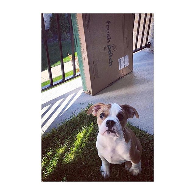 FreshPatch's tweet photo. Welcome to the fam you lil meatball of #puppyperfection @nala_the_beabull #freshpatchPUP #cutestcustomersever ๐๐ป https://t.co/QiENQW4KYG https://t.co/FfhqRuucuj