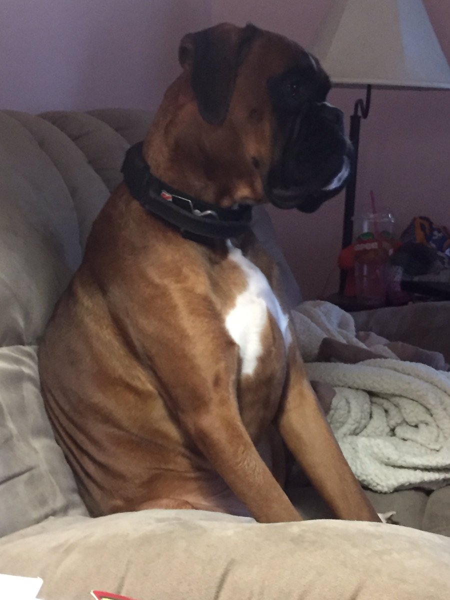 CoopTheBoxer's tweet photo. Just sitting here watching @cesarmillan Dad thinks I might learn something. https://t.co/QOCOtfLxRu