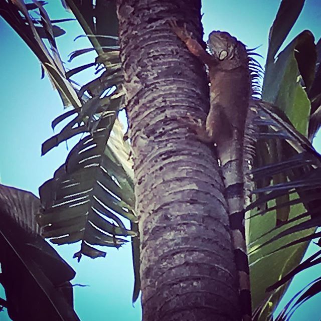 Wild life Miami ift.tt/2zbSx8v