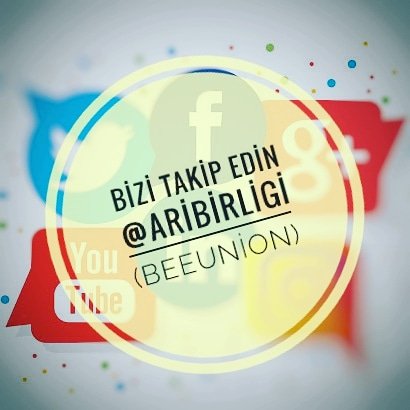 Arı Birliği® tweet media