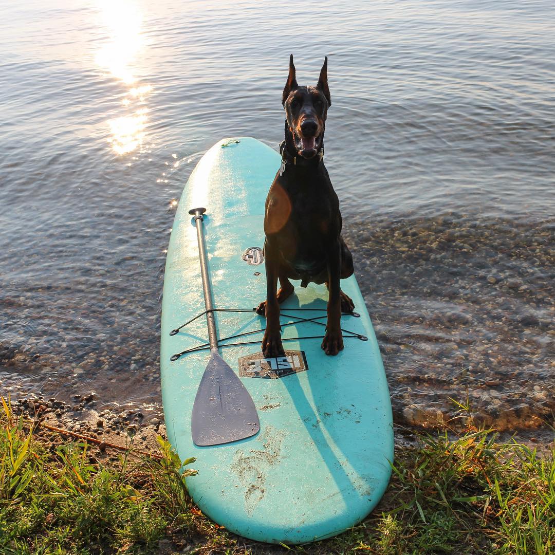 isleboards's tweet image. What?! Did someone say paddle?!
@oakleythedobe #ISLEsup #paddleboardingdogs #SUPpups