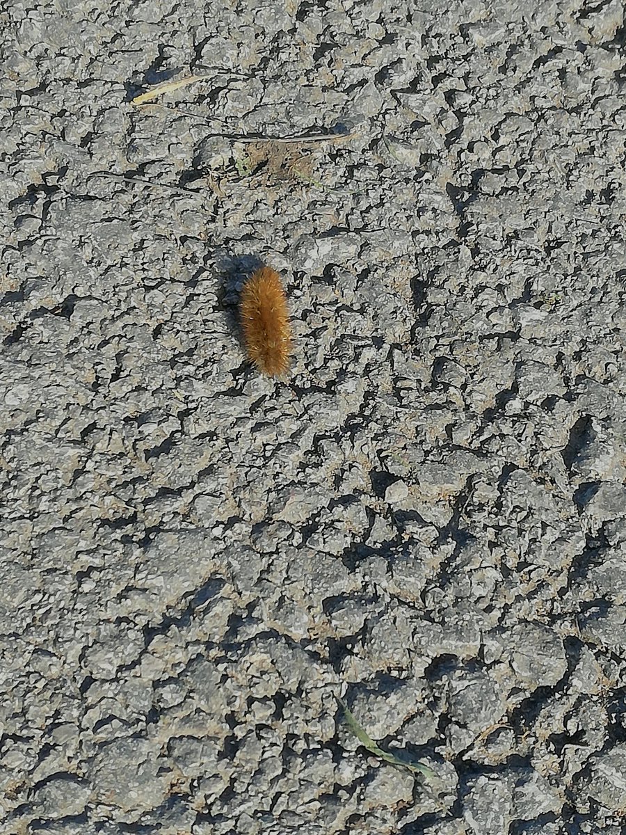 Had a lovely walk down the canal and through Countess park today, it's really starting to feel like winter! ❄️
Our next session will be this Wednesday from 5-6:30, where we will be running Science Café! We look forward to seeing you there! 🌿🐾
 <a href="/ChesterSU/">Chester SU</a> <a href="/uochester/">University of Chester</a>