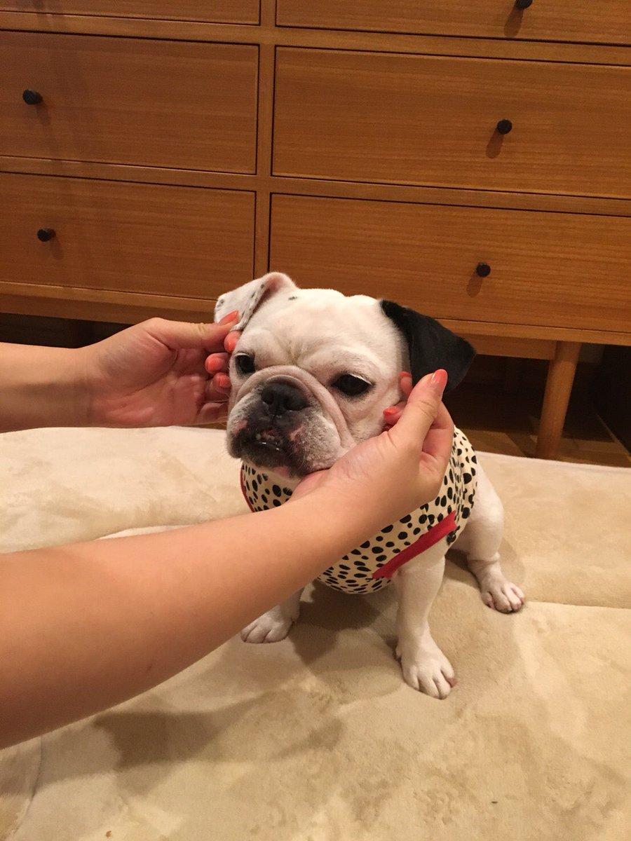 毛 ハロウィン フレンチブルドッグ ダルメシアン ダルメシアンのように優雅になりたいのでどうしたらいいのか考えた挙句 ダルメシアン柄の服を着て 耳を垂れさせてみたいぬ 毛 ハロウィン フレンチブルドッグ ダルメシアン ダルメシアンのように優雅になりたいのでどうしたらいいのか考えた挙句 ダルメシアン柄の服を着て 耳を垂れさせてみたいぬ