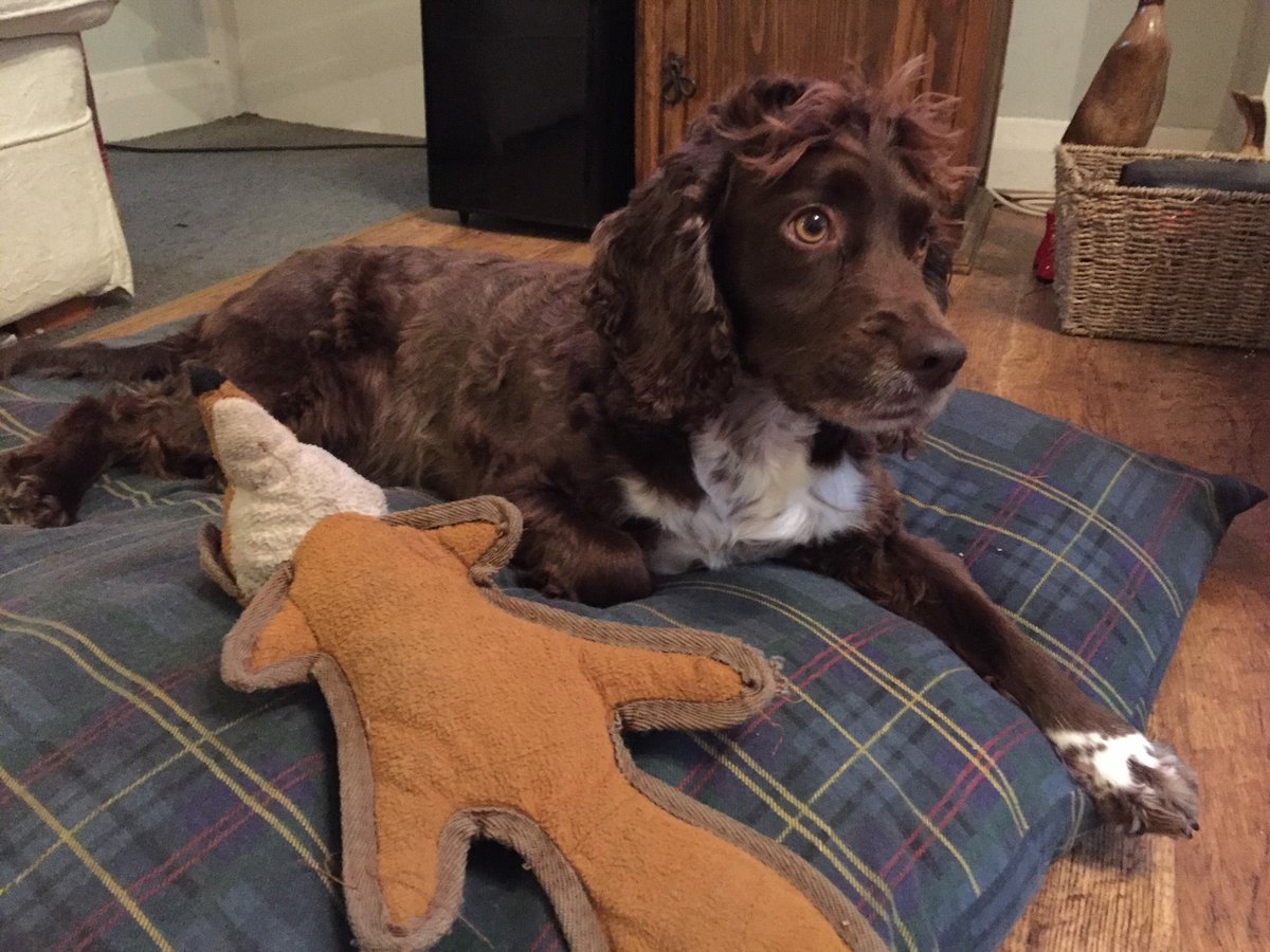 rosiedoc666's tweet photo. ❤️POPPY IS HOME-OWNERS SO GRATEFUL FOR YOUR HELP TY ❤️
POPPY ran off on walk 25/10/18 her family just can't find her ITS A RURAL AREA #Whempstead near #Stevenage / #Hertford
POPPYs #chipped COULD LOCALS POSSIBLY HELP SEARCH?
#cockerspaniel
https://t.co/txgtd18nIS… https://t.co/hLs2DNMdDf