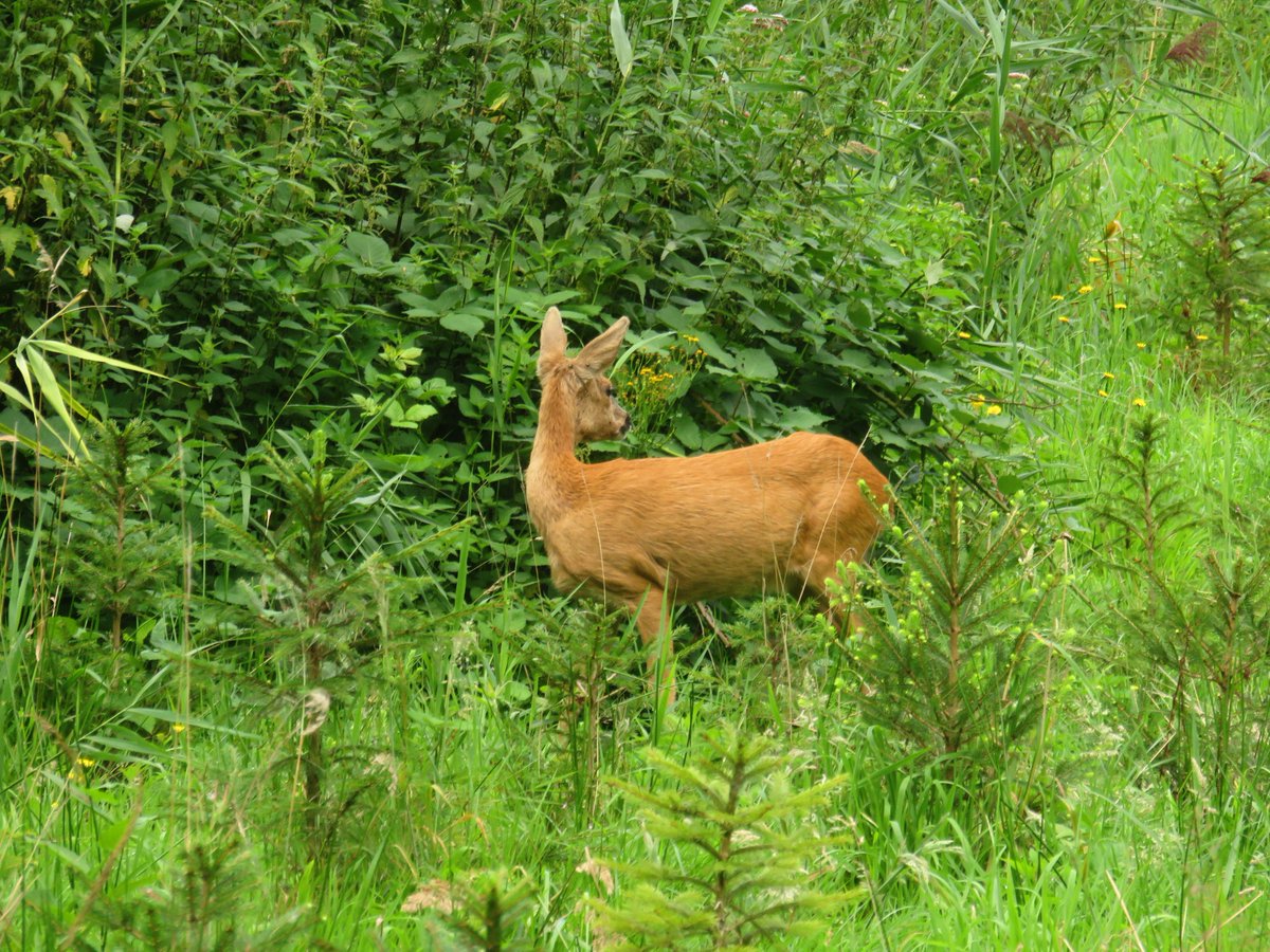 Natuur Dichtbij tweet media