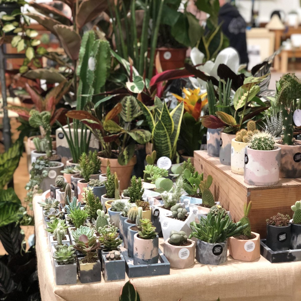 The_RHS's tweet photo. #RHSLondon comes to a close for today, and here are just a few highlights. You can still join us tomorrow for the final day of the Urban Garden Show between 11am - 6pm with everything you need to make your house more green 🌵

https://t.co/y8Ccz8GnF7 https://t.co/mLOYxvo9J4
