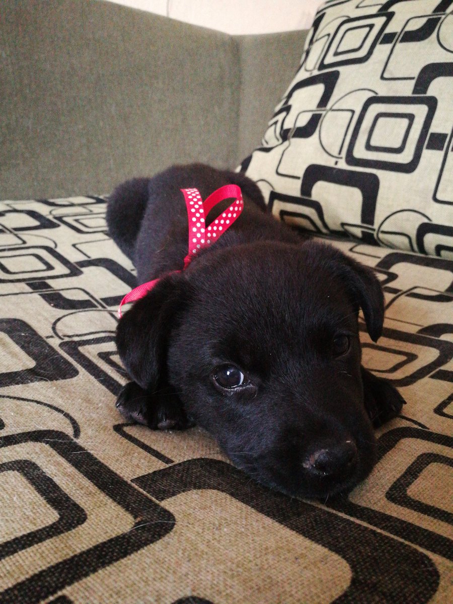 lizMaino's tweet photo. Hermosa perrita de dos meses en adopción +56982877051, Santiago. #FelizSabado @etyamrodriguez @F_GarrasyPatas @FundJulieta @fundacionstuka @PamJiles @TonkaTP @maurarivera27 @carlitajara https://t.co/UshkKrT6c8