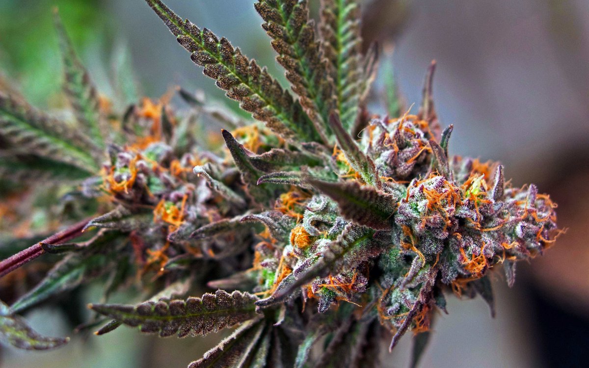 DarksideBruce's tweet image. Lets grow some weed - This is Sour Urkel #SourUrkel #cannabis #marijuana #THC #growing #trichomes #green #weed #photography #CBD #buds #purple #BigBuds smoke more and be happy #SmokingWeed #FourTwenty #4twenty #plants #GettingHigh Organic is the way #Organic #chronic #weed