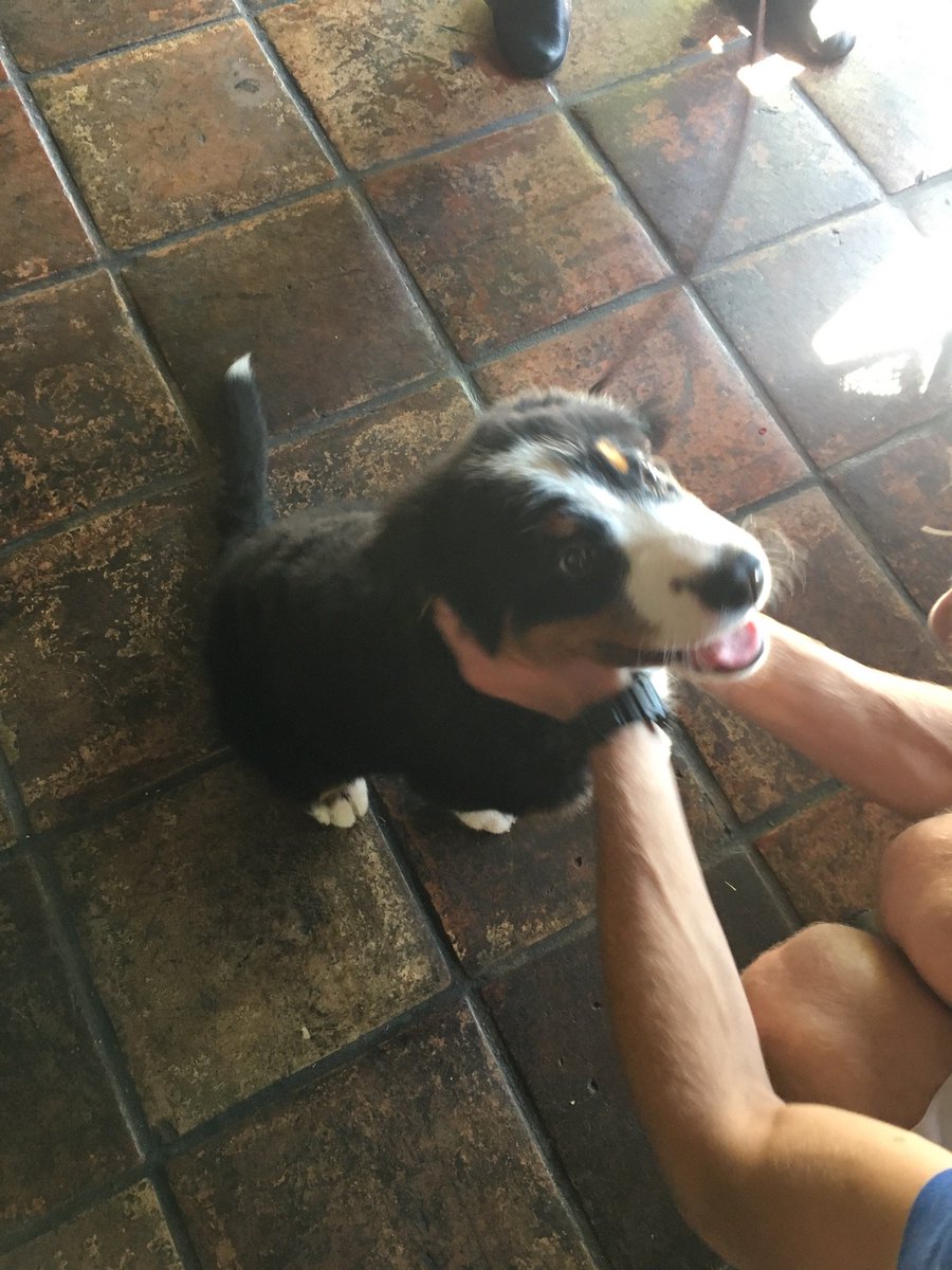 MMaryMcKenna's tweet photo. And the only thing that could possibly improve an outdoor #tikitastic Sat morning #PalmSprings breakfast ... is the sudden appearance of a 10 week old Burmese Mountain dog #cutealert #doglove (looking at you @Snazzy82) https://t.co/ev93MXvAl4