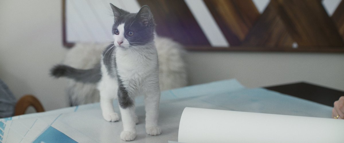 FilmsBy47's tweet image. In celebration of #Caturday, we want to introduce you to Joey! He's the most adorable little star in our upcoming #featurefilm, Saul's Melody.