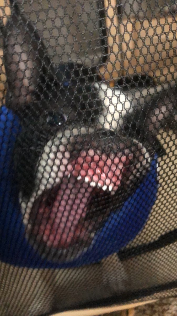 _cat_marie's tweet photo. My little Gemini...
#puppy #Gemini https://t.co/SRvWZtM9NJ