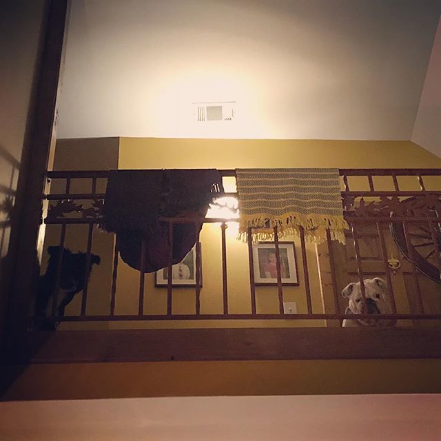 Bag dog 1. Bad dog 2 #dogsofinstagram ift.tt/2OUw76r