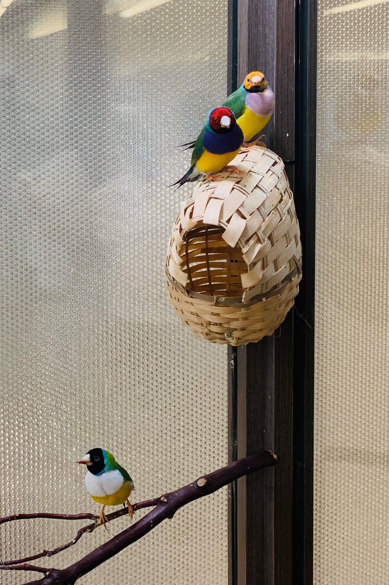 webster2001's tweet image. ⁦@ViewSonic⁩ come by and meet the finches.   Then see the best interactive displays in the industry.