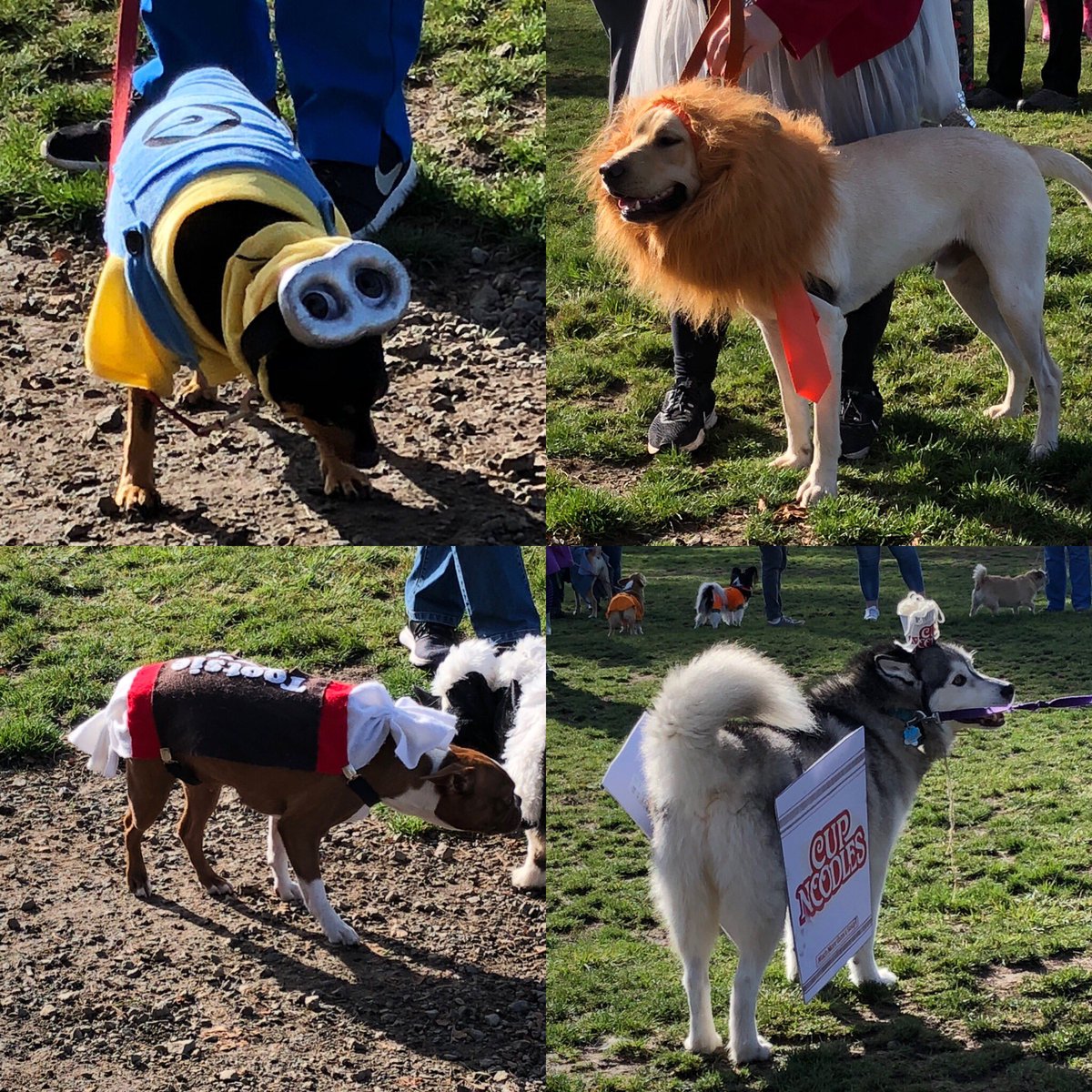FmrTigardMayor's tweet photo. 🐶 Cute as ever, 38 entries for “Howl-O-Ween Canine Costume Contest” in @TigardOR 👻 #DogPark #Potso #Cute https://t.co/BXXnpYkz6C