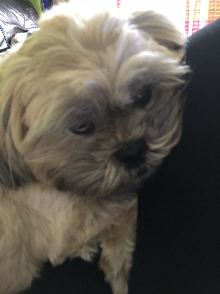 Don’t think bonnie wants me to move 😂💘 #donotmove #devil #dog