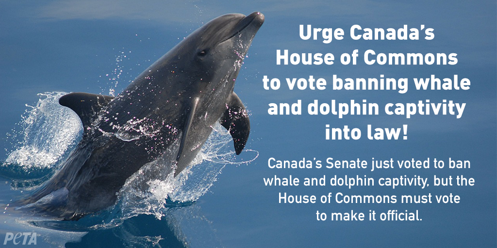 peta's tweet photo. URGENT: Animals in #Canada need your help 🐬🐳 The Canadian Senate just voted to ban dolphin &amp; whale captivity, but it won't be official unless the House of Commons votes to pass it. 

RETWEET now if you want Canada's House of Commons to sign this into law! https://t.co/REwFtWyv6h