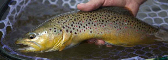 If fly-fishing for brown #trout is on your to-do list, then our updated intro to the #fish species may be a good read - includes some flies to consider: mycanadafishingtrip.com/canada-fishing… #canadafishing #flyfishing