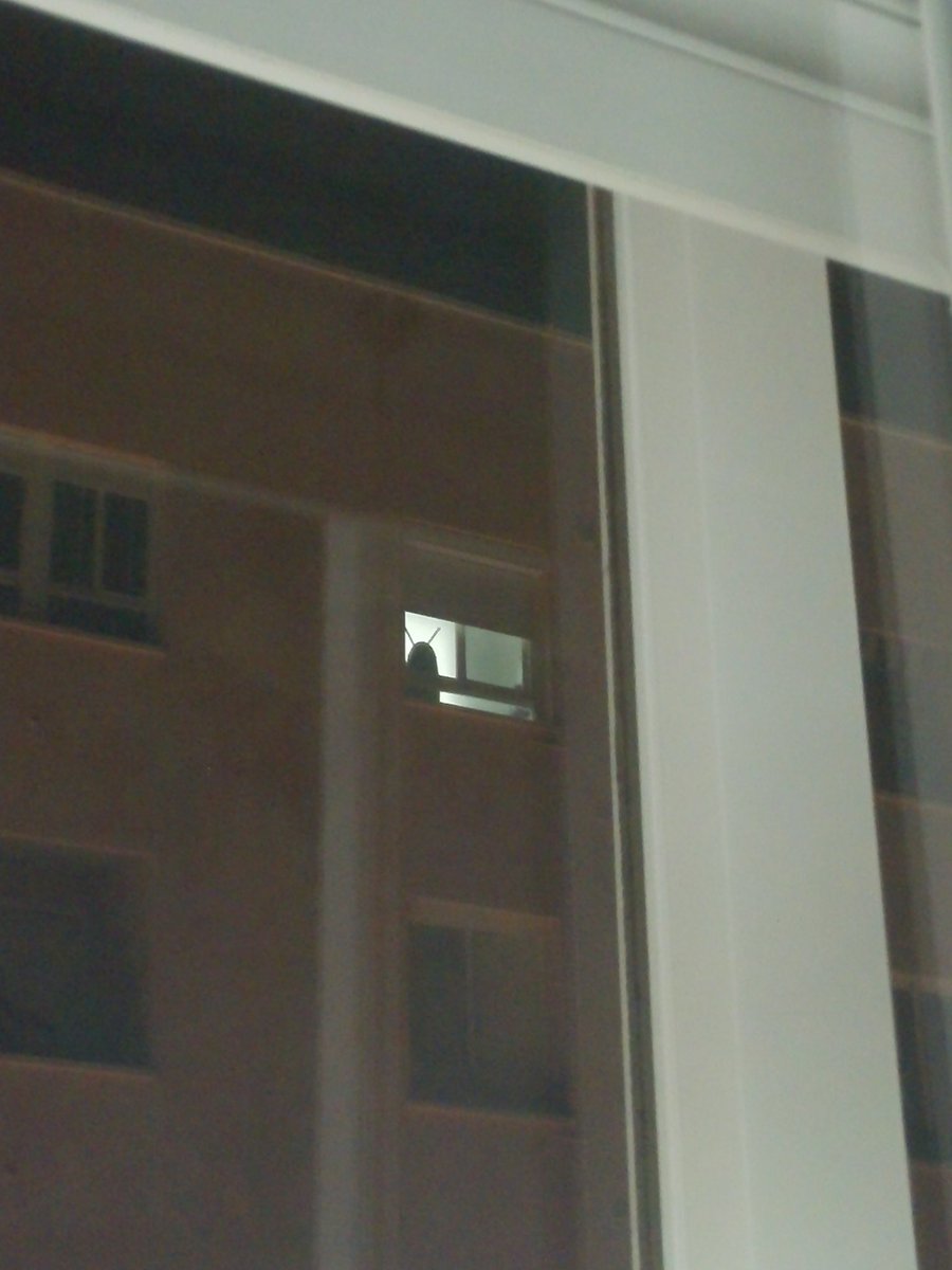 Debe ser una tabla de la plancha, pero prefiero pensar que es una cucaracha gigante vigilándome mientras estudio.