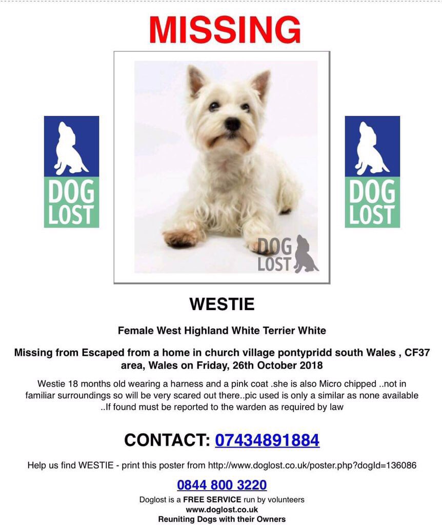 BlueFrenchie1's tweet photo. MISSING WESTIE 😢 PONTYPRIDD WALES 26/10/18 💕 #missingwestie @rosiedoc666 @gelert01 @veryluckypugs @Eloquencealways @KarenFi51820768 @colliealert @HandleyRach @berternieappeal https://t.co/mSX7S7S9YN