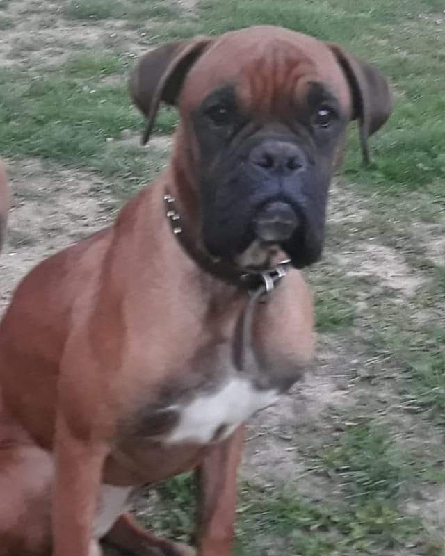 SOSBoxer_es's tweet photo. Urgentisimo. En adopción #boxer macho 2 años. Lo de siempre, q va a llegar un bebé...Q los gastos...
Este angelito no merece morir por la inconsciencia y crueldad humana 
#Zaragoza. Si puedes ayudarle llama a Rosana 610946998
#SOSBoxer #SOSBoxer_ES #adopta #España #AdoptaUnBoxer https://t.co/t8e7hsZCBO