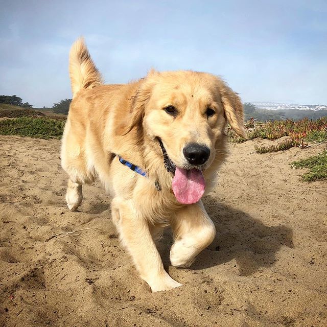 Kirby, Kirbatron —> comin’ atcha! . . #goldenretriever #tongueout #happyguy #blondbombshell #handsomeguy #kendoll #sweetguy #thesweetest #sfdogs #saturdayvibes ift.tt/2Rl7LzH