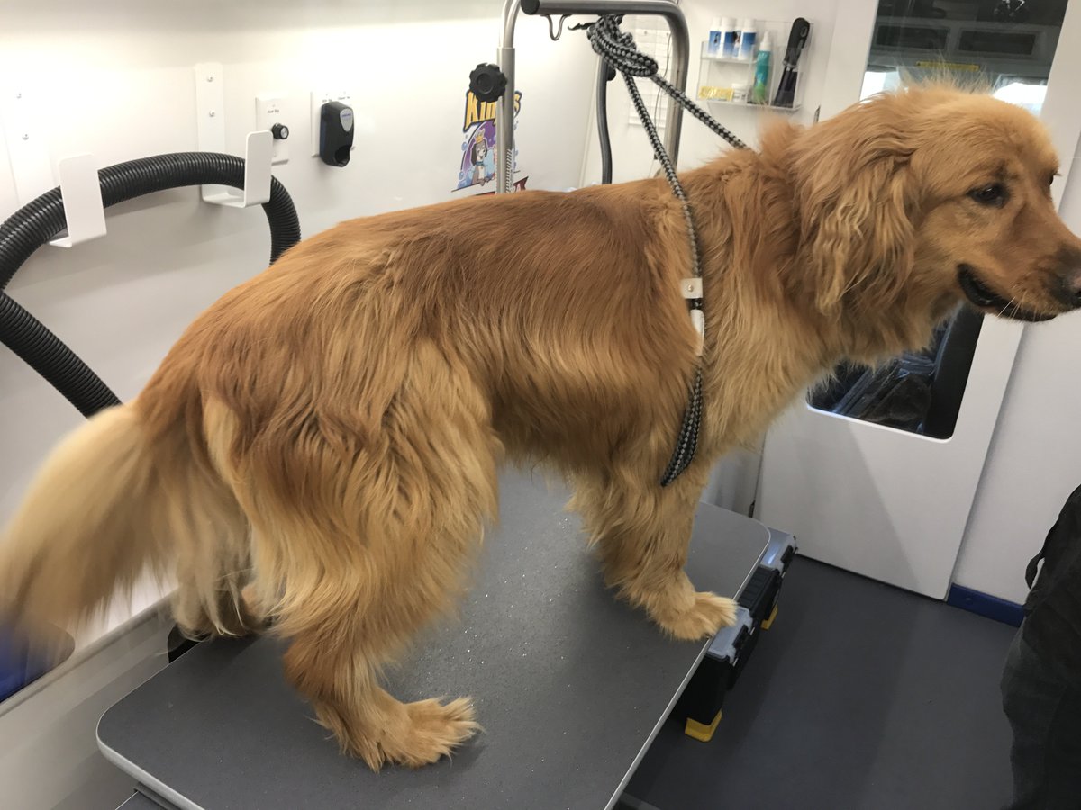 fur pal grooming spa