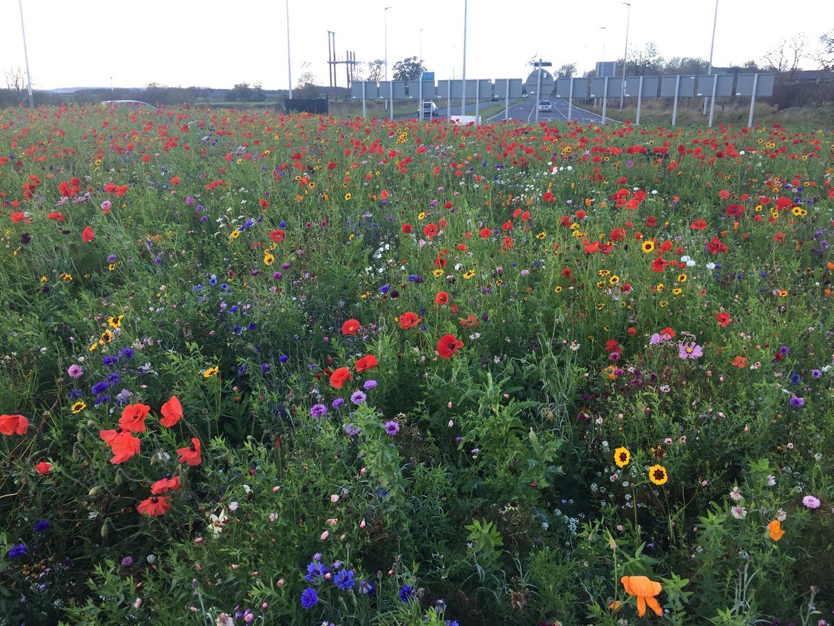 Euroflor4U's tweet photo. Spectacular late flowering of Euroflor in the North East of England on the 26th October 2018 https://t.co/UZJquXkoO6
