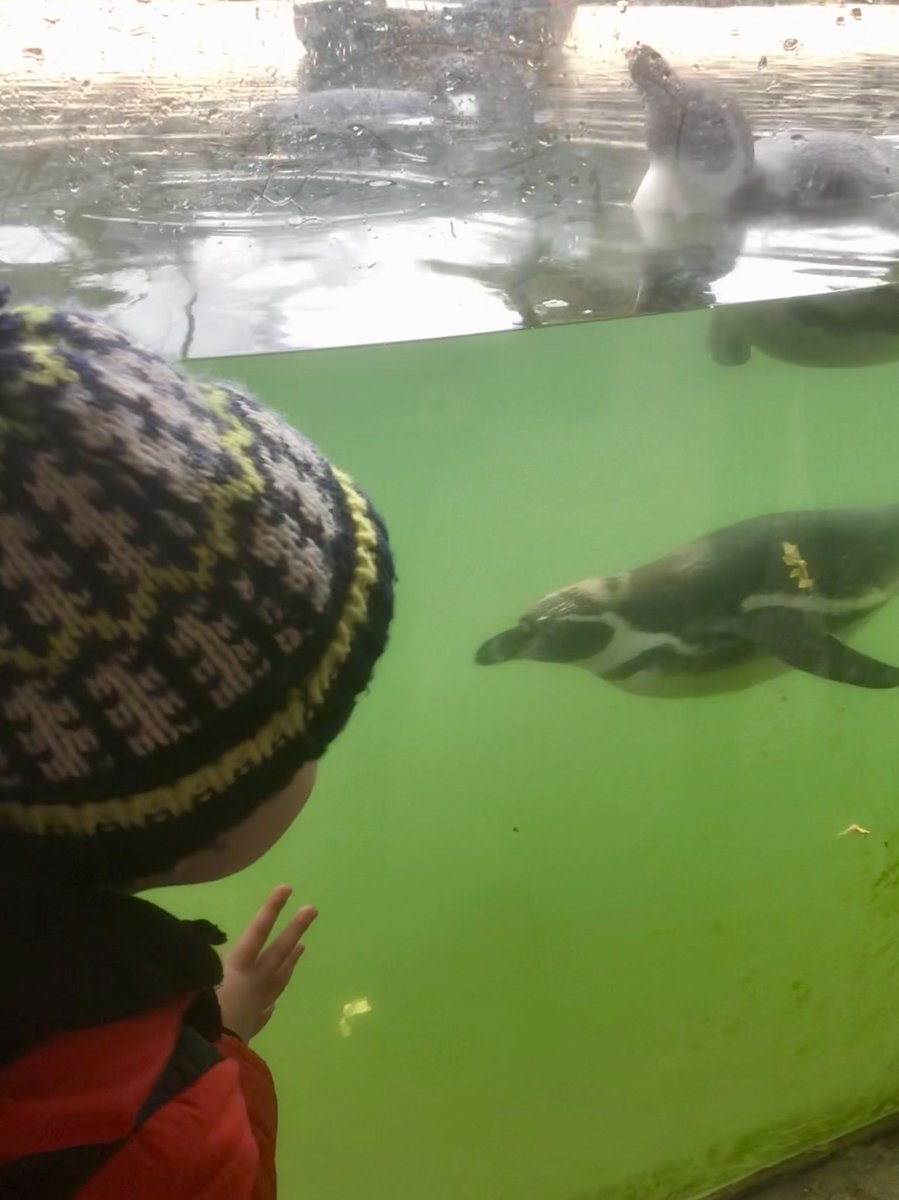NoutoriousDad's tweet photo. No Seaside trip today.

Instead, we went to @LothertonHall 
A lot has changed since we last visited. 
Weather to suit new guests to the bird garden 🐧 
- Pushchair taken but spent most the trip round on my shoulders....🤷🏼‍♂️
#FamilyHustle 
#daytrippers 
#frozemytitsoff 
#Penguins https://t.co/zqDtcmlnyu